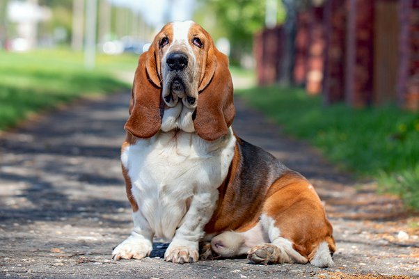 Why do basset hounds cry?