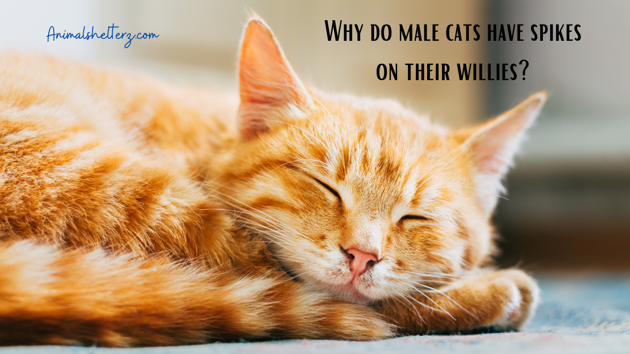Why do male cats have spikes on their willies?