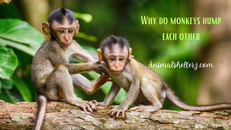 Why do monkeys hump each other?