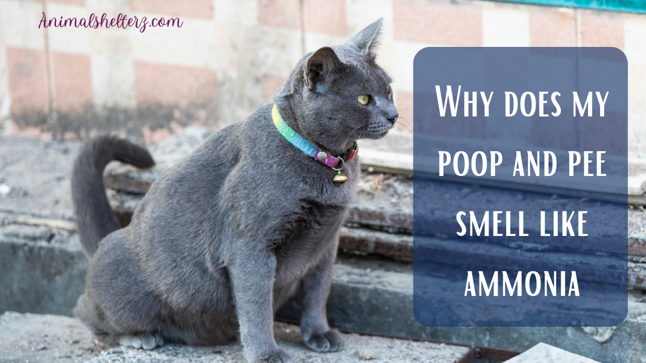 Why does my poop and pee smell like ammonia