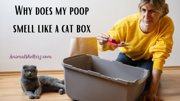 Why does my poop smell like a cat box?