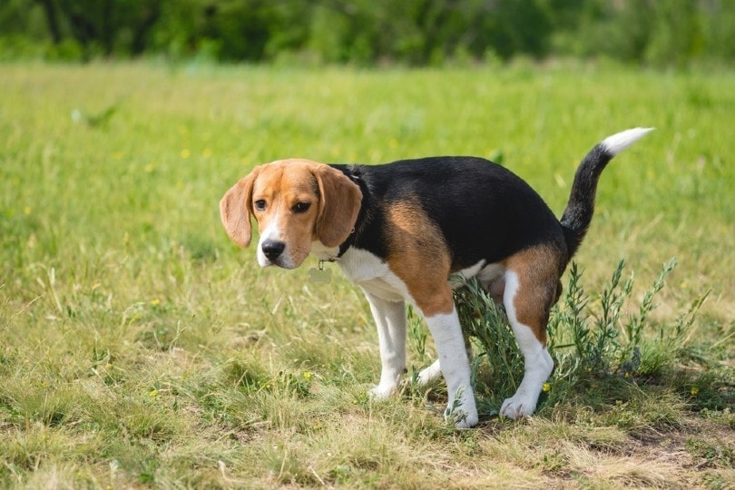 Why Is My Dog Pooping Blood And Diarrhea Animal Shelters