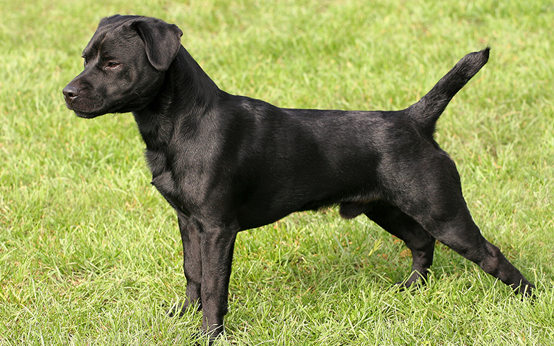 Can you train a Patterdale terrier?