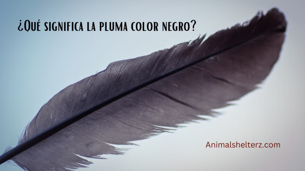 ¿Qué significa la pluma color negro?