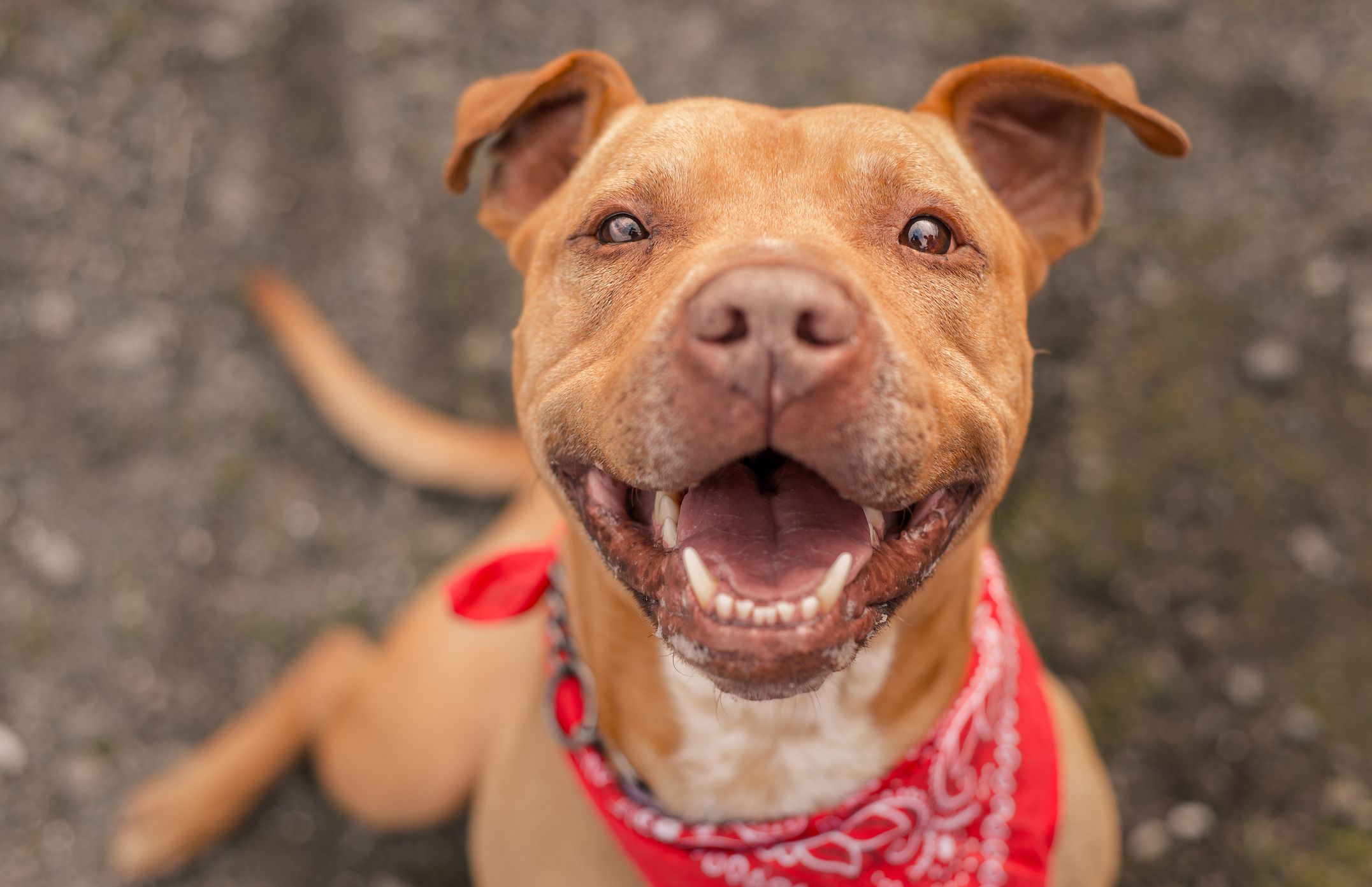 Are dogs actually happy when they smile?