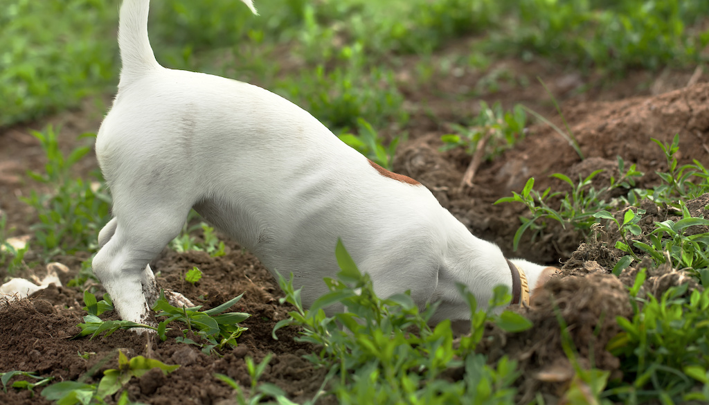 Will vinegar stop a dog from digging?