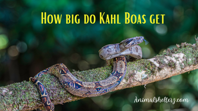 How big do Kahl Boas get?