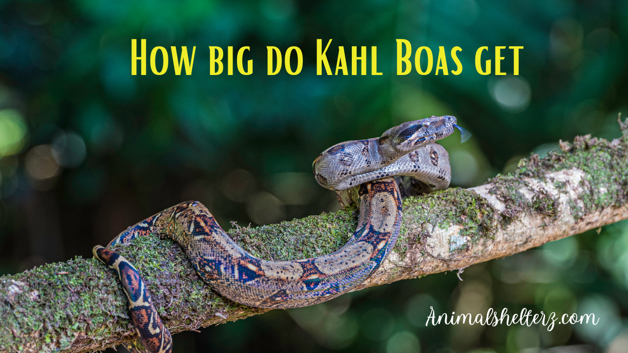 How big do Kahl Boas get