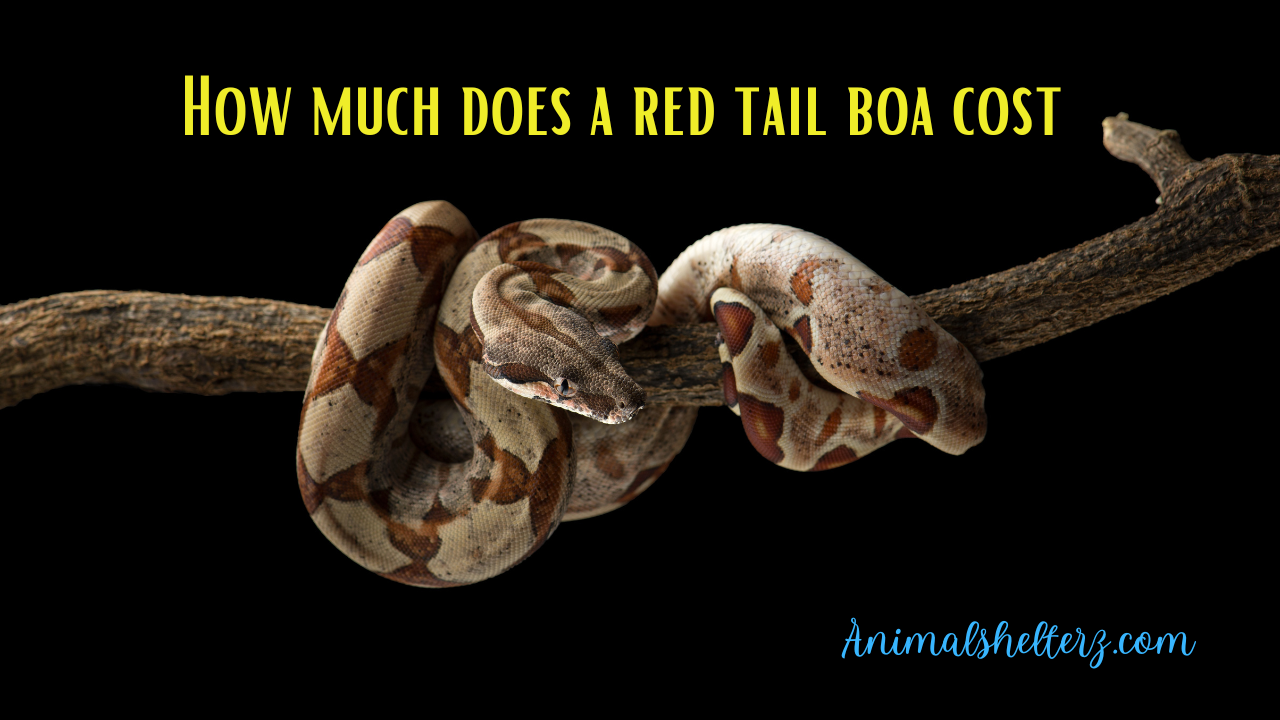 How much does a red tail boa cost