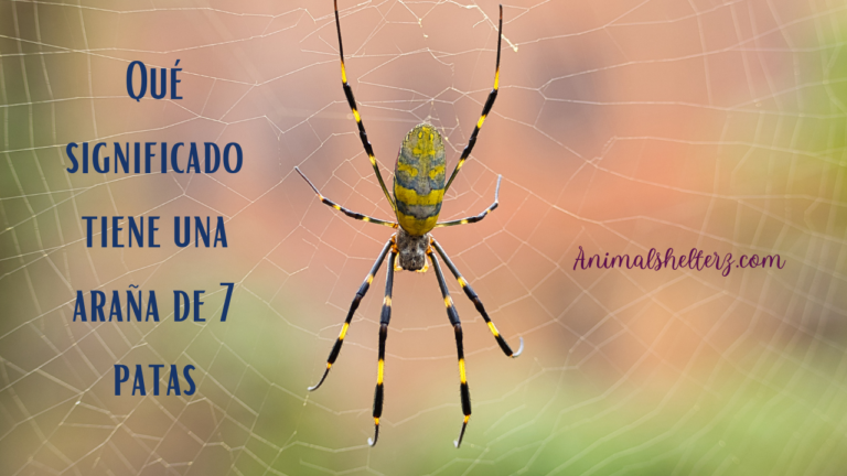 ¿Qué significado tiene una araña de 7 patas?