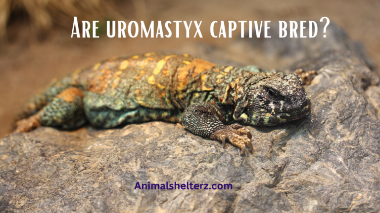 Are uromastyx captive bred?
