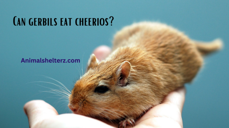Can gerbils eat cheerios?