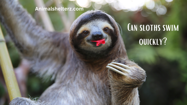 Can sloths swim quickly?