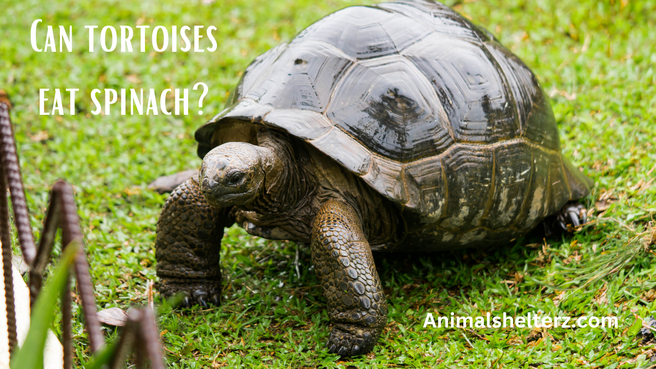 Can tortoises eat spinach?
