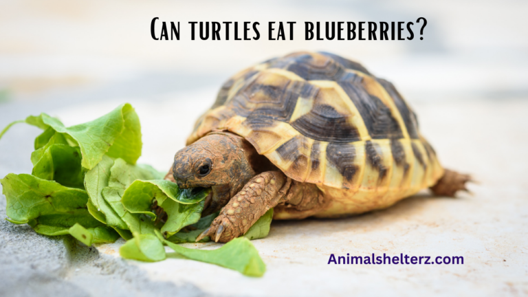 Can turtles eat blueberries?
