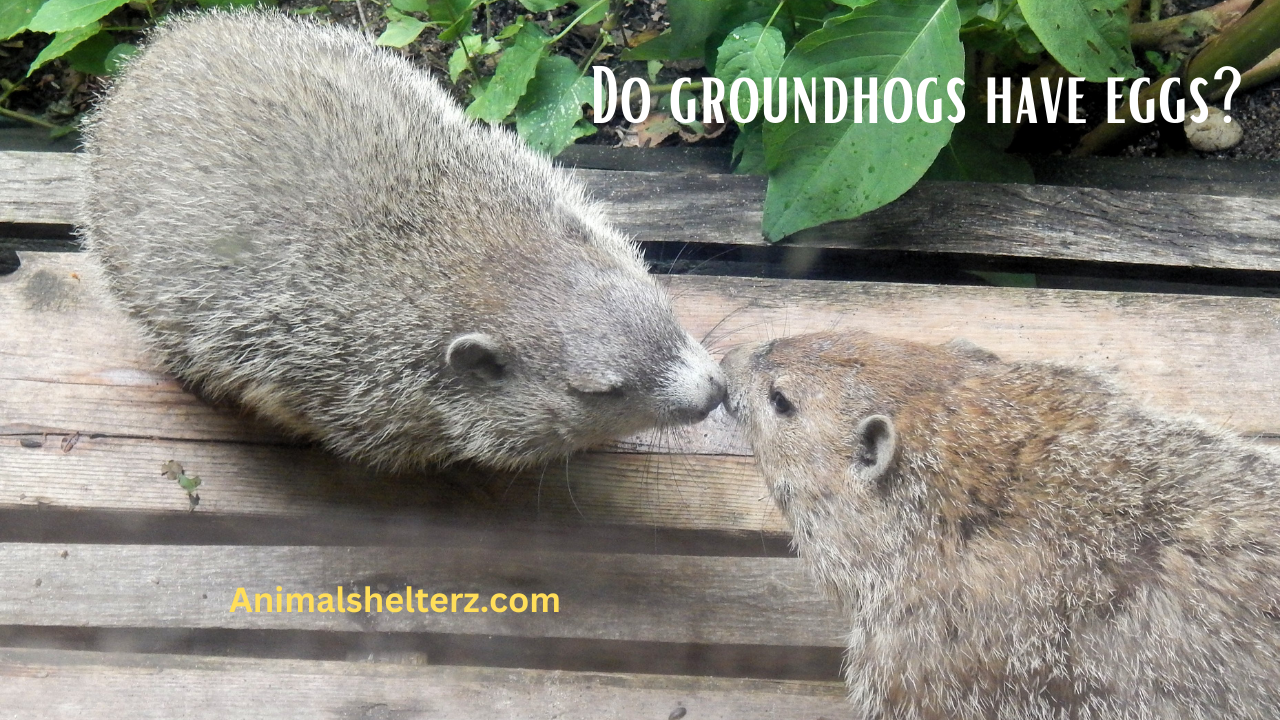 Do groundhogs have eggs?