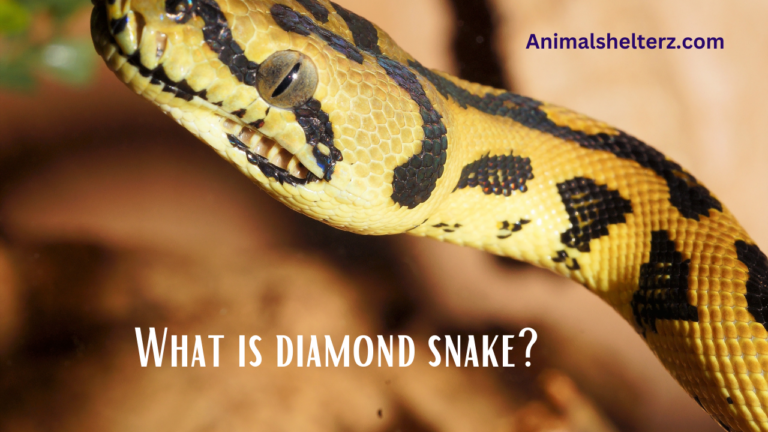 What is diamond snake?