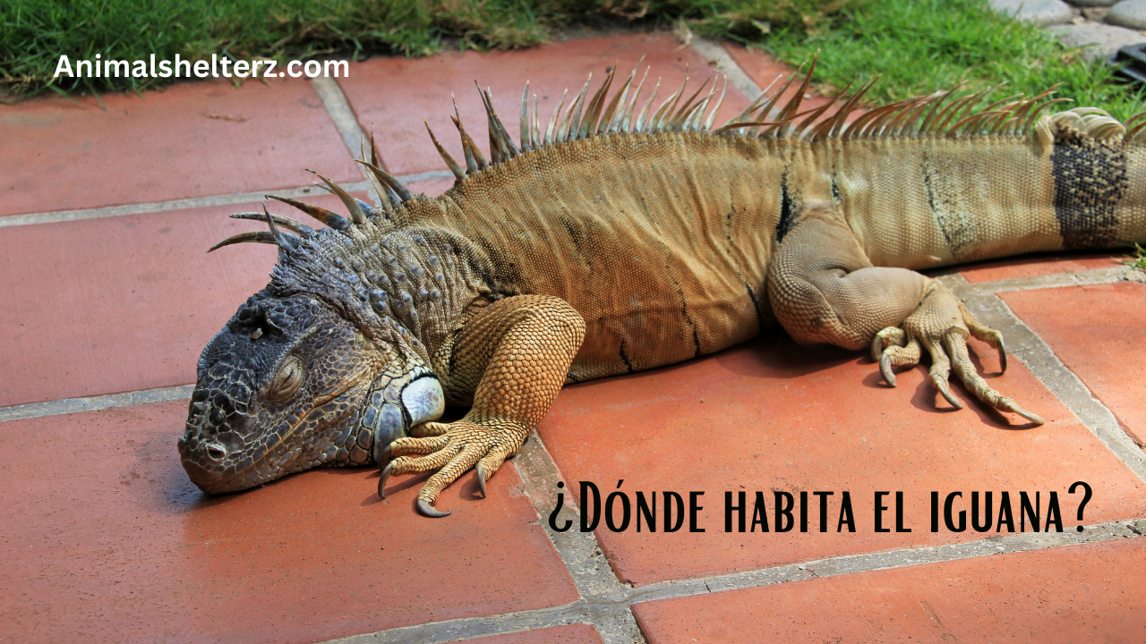 ¿Dónde habita el iguana?