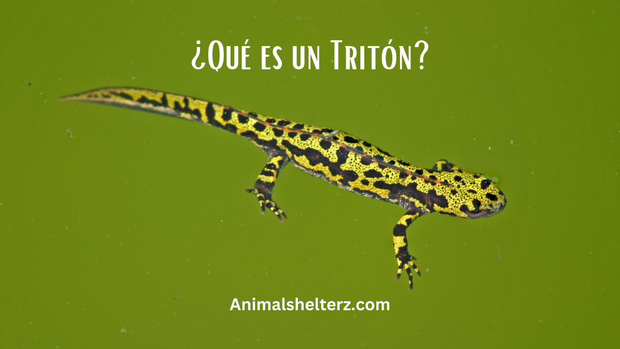 ¿Qué es un Tritón?