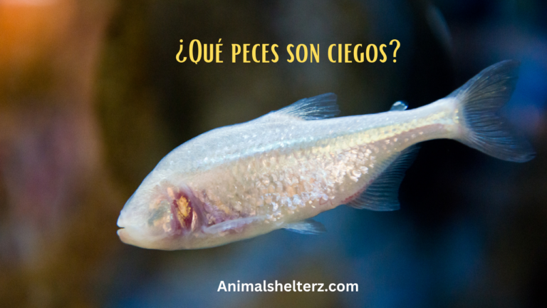¿Qué peces son ciegos?