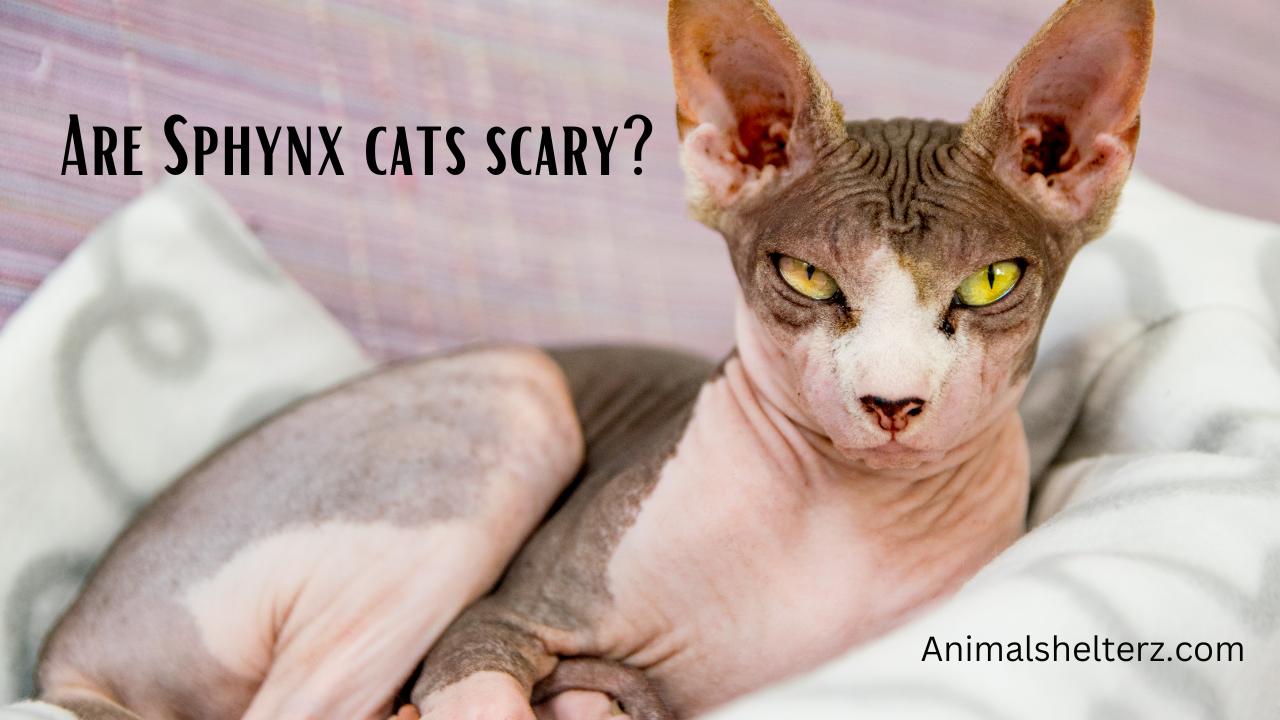 Are Sphynx cats scary?