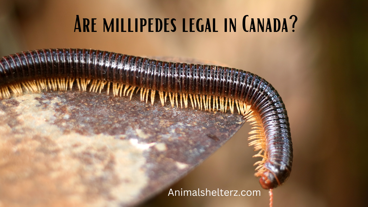 Are millipedes legal in Canada?