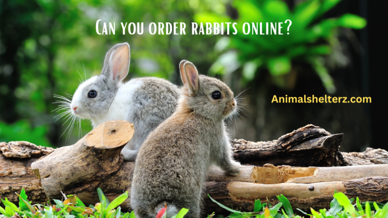 Can you order rabbits online?