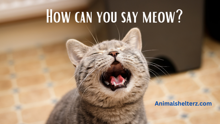 How can you say meow?
