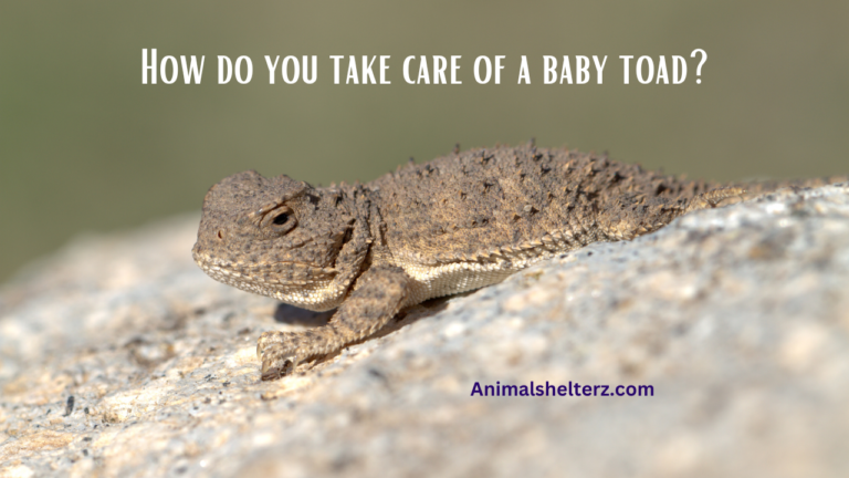 How do you take care of a baby toad?