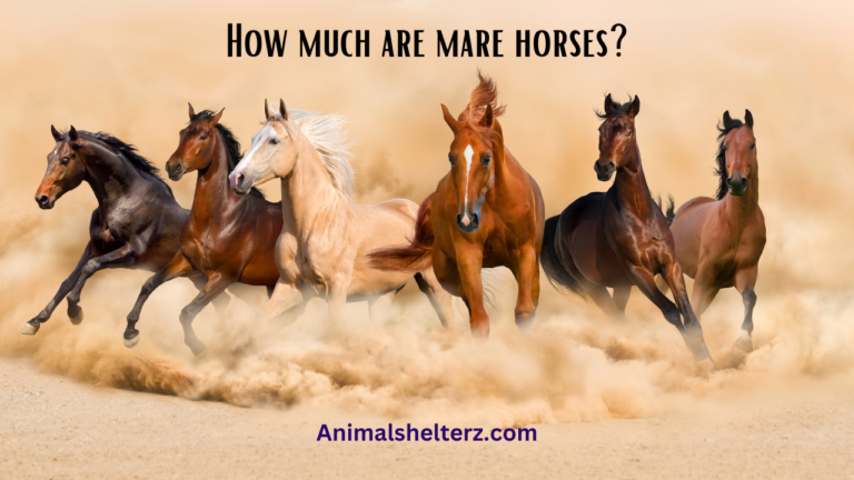 How much are mare horses?