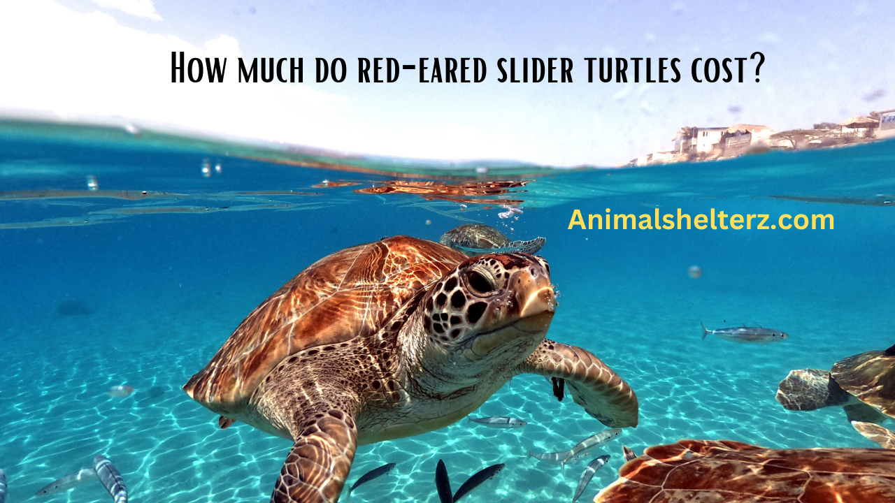 How much do red-eared slider turtles cost?