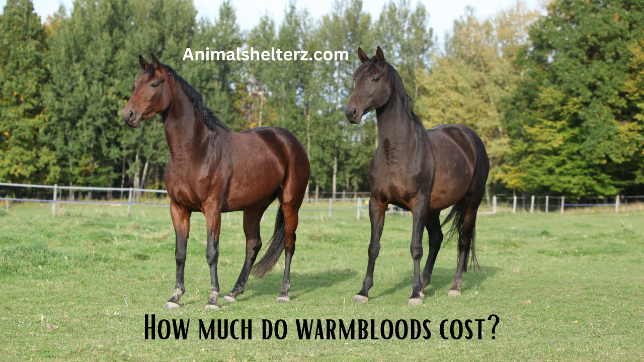 How much do warmbloods cost?