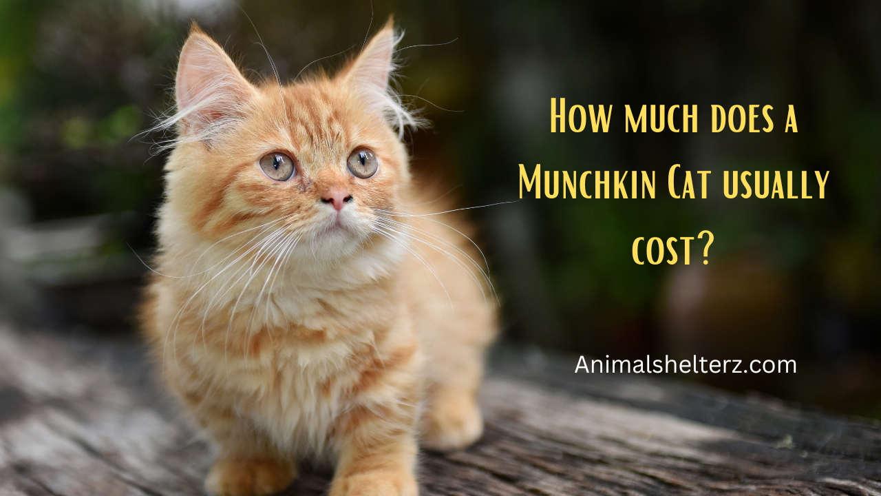 How much does a Munchkin Cat usually cost?