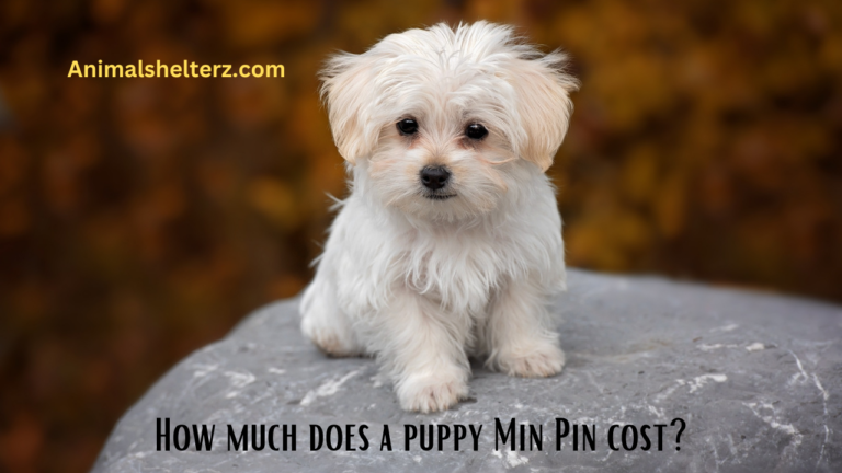 How much does a puppy Min Pin cost?