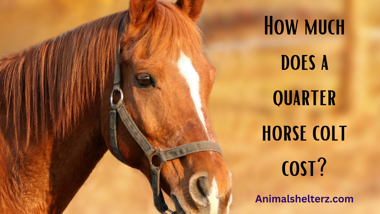 How much does a quarter horse colt cost?