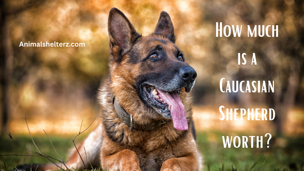 How much is a Caucasian Shepherd worth?