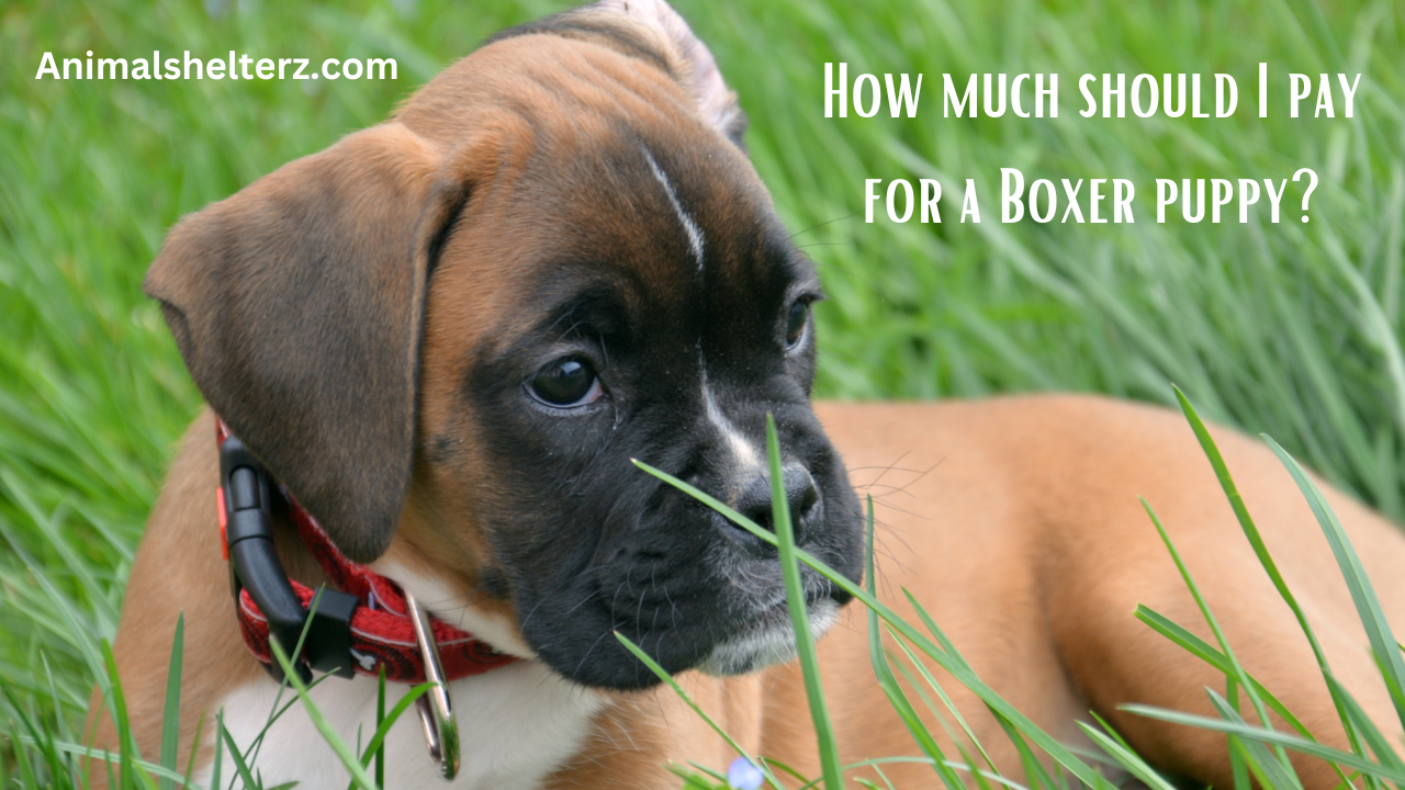 How much should I pay for a Boxer puppy?