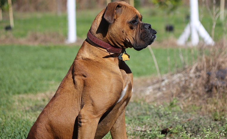 Is Boxer good family dog?
