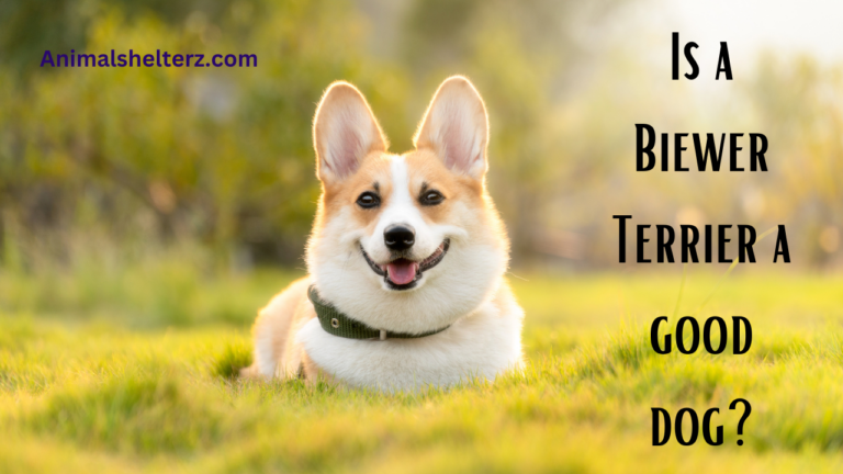 Is a Biewer Terrier a good dog?