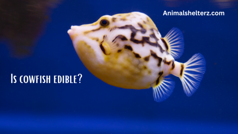 Is cowfish edible?