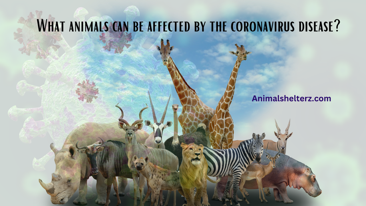 What animals can be affected by the coronavirus disease?