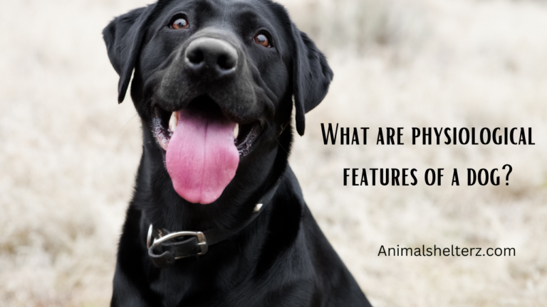 What are physiological features of a dog?