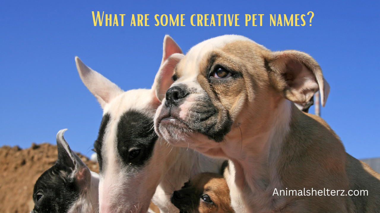 What are some creative pet names?