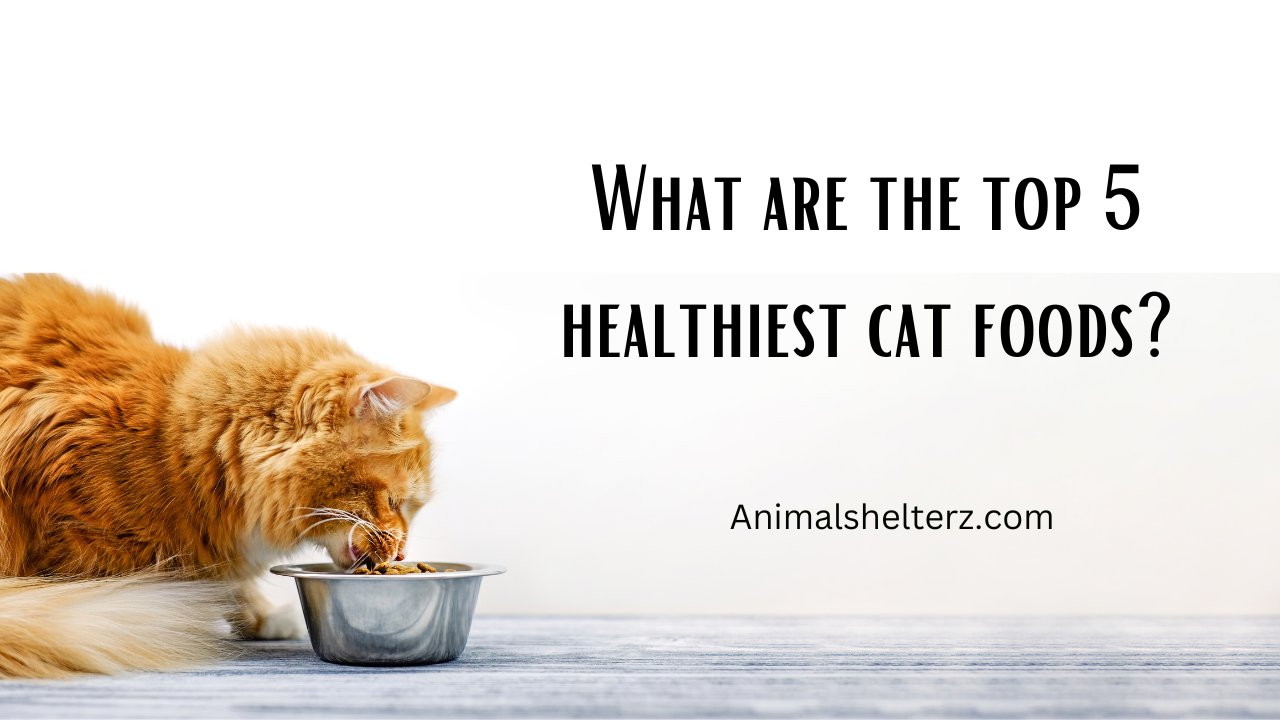What are the top 5 healthiest cat foods?