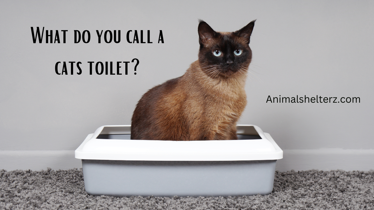 What do you call a cats toilet?