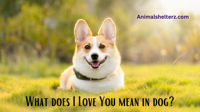 What does I Love You mean in dog?