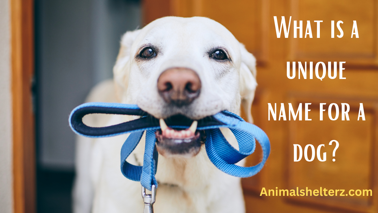 What is a unique name for a dog?