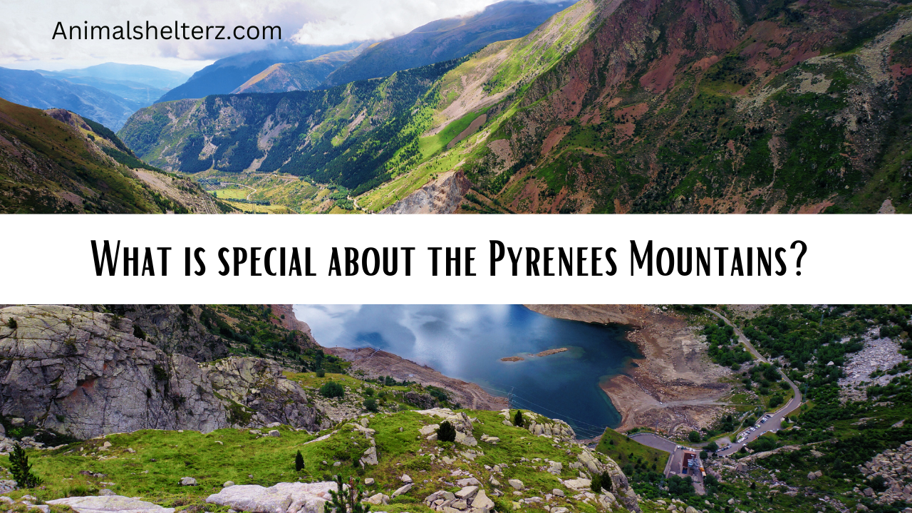 What is special about the Pyrenees Mountains?