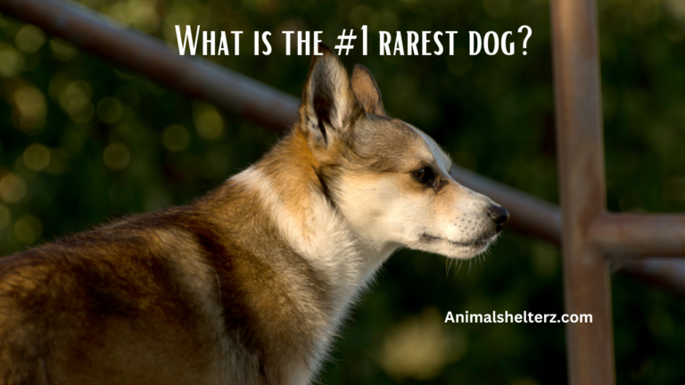 What is the #1 rarest dog?