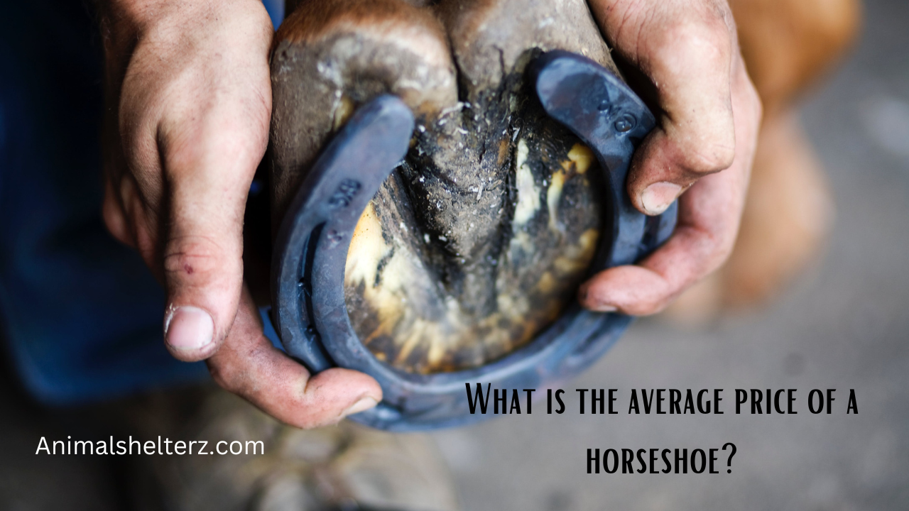 What is the average price of a horseshoe?